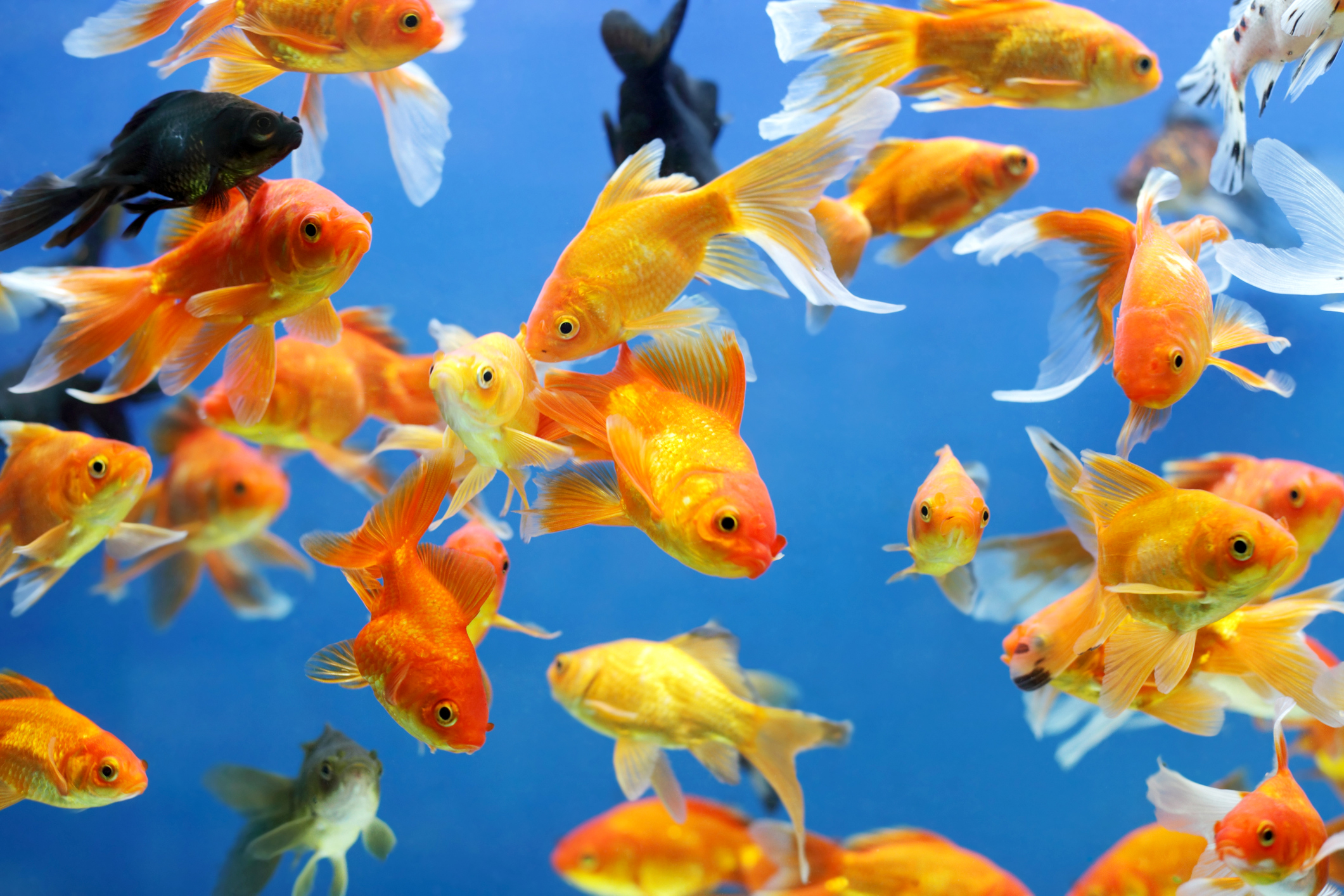 A colorful school of fish swims in an aquarium.