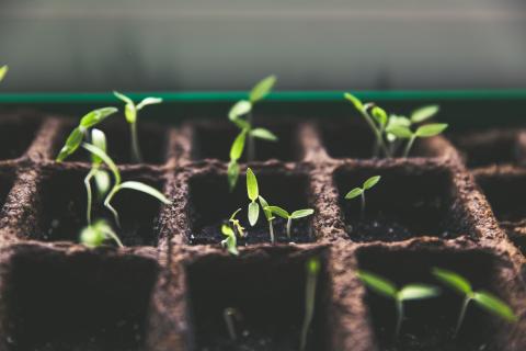 Small green seedlings in compostable plant potters