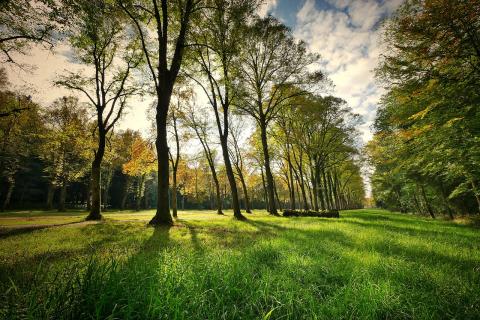 Park with trees