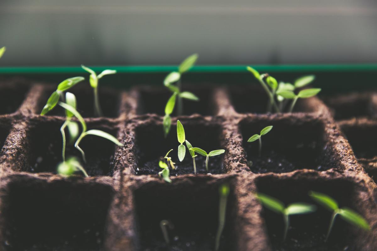 Small green seedlings in compostable plant potters