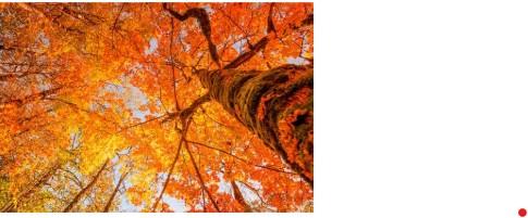 tree with autumn colors